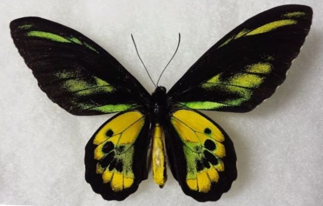 Ornithoptera rothschild Aberrant (Internet Image property of respective owner, non-commercial use only)
